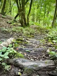A well-worn pathway in the woods with steps made of logs
