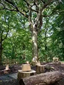 A woodland seating area in front of a large tree