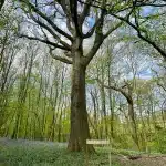 A sign in front of a tree with the sign saying 'Emotion Tree' and bluebells around the base of the tree