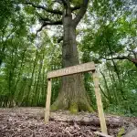 A sign in front of a tree with the sign saying 'Emotion Tree'