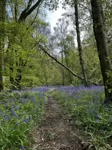 A woodland path flanked by bluebells on either side
