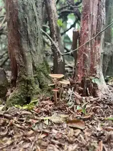 Fungi growing at the base of trees in the woods
