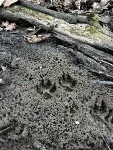 Animal footprints in mud